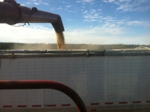 Unloading Grain